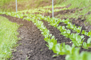Producción lechera afectada por ola de calor